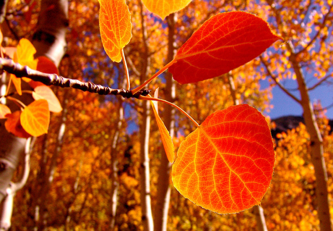California fall leaves