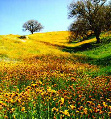 hillside of flowers