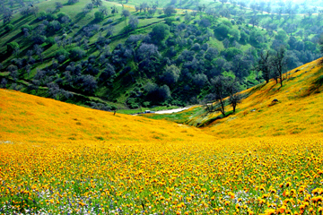 hillside of flowers