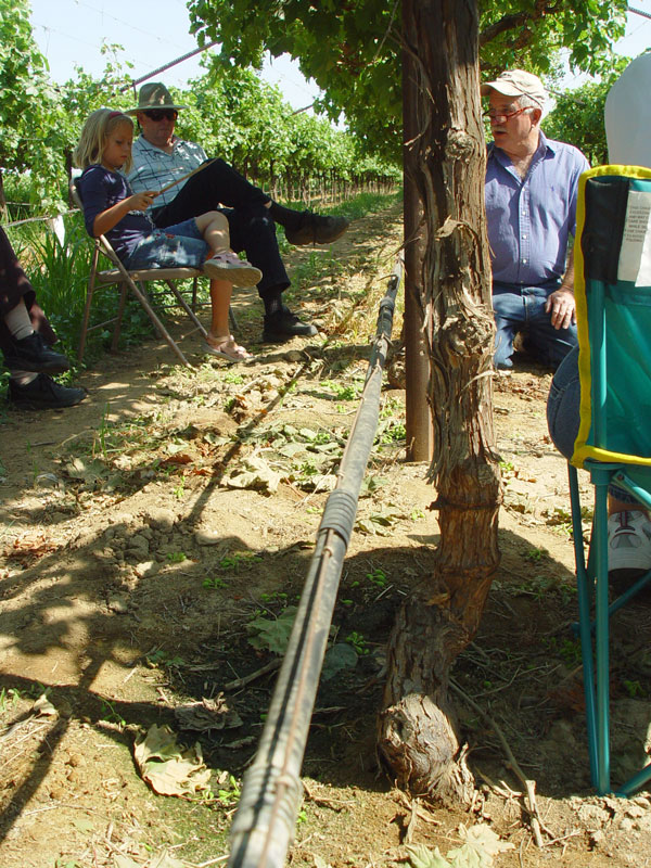 Fourth and final stop: established vineyard section