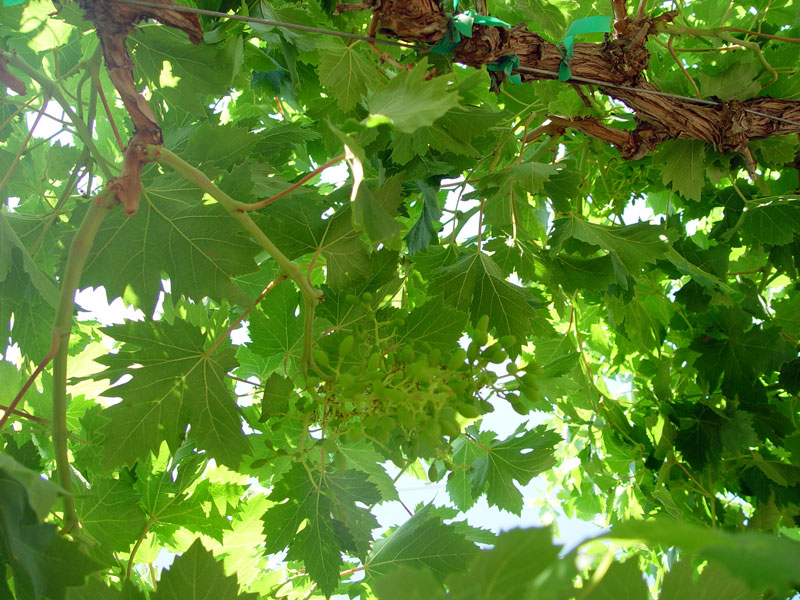 Fourth and final stop: established vineyard section