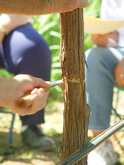 Girdling a grape vine
