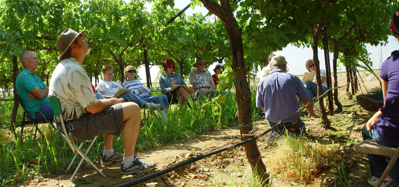 Fourth and final stop: established vineyard section