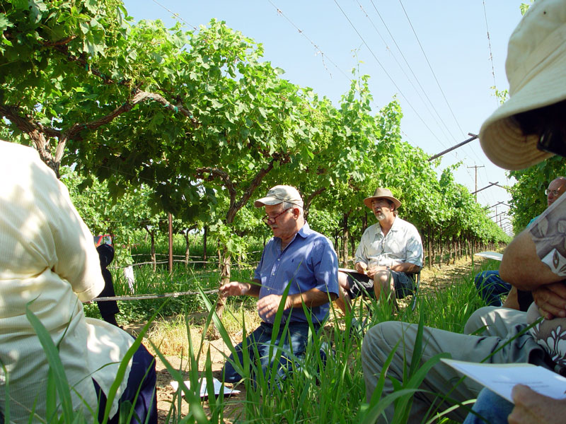 Fourth and final stop: established vineyard section