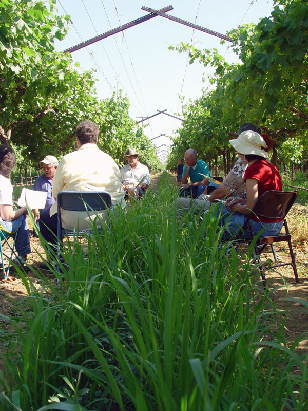 Fourth and final stop: established vineyard section