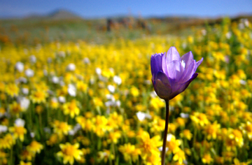 flower