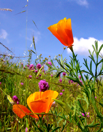 flowers