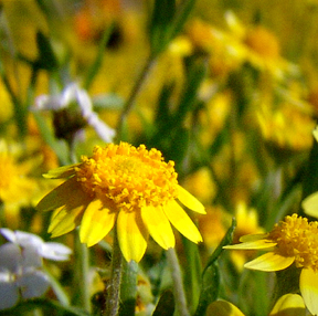 flower
