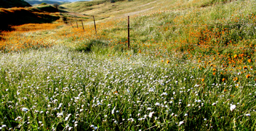 hillside of flowers