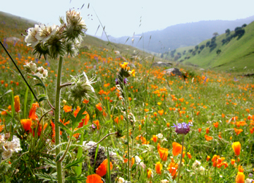 hillside of flowers