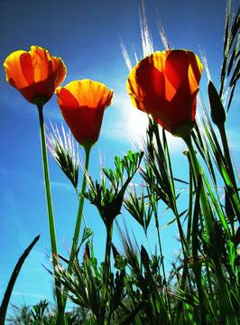 flowers