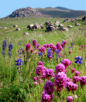 hillside of flowers