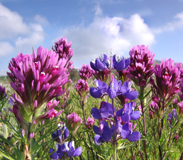 flowers