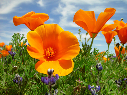 Poppies
