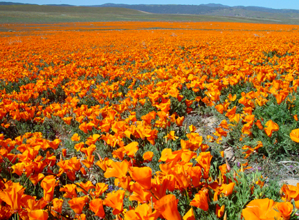 Poppies galore