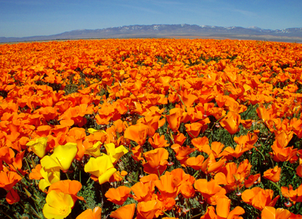field of poppies