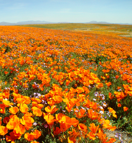 hillside of poppies
