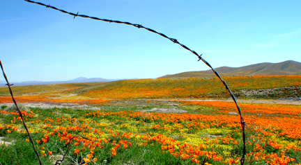 hillside of flowers