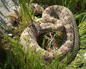 Rattlesnake