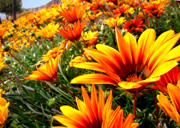 flowers