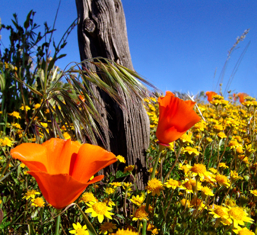 flowers by old fence post