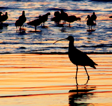 Plovers