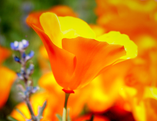 Poppy