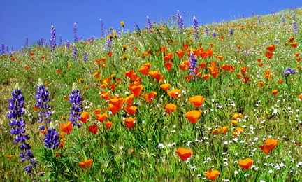 flowers