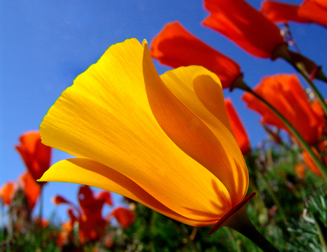 Yellow Poppy among the orange