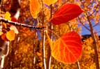 California fall leaves